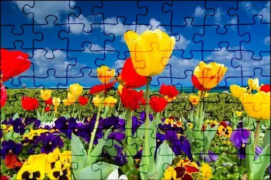 tulip jigsaw puzzle