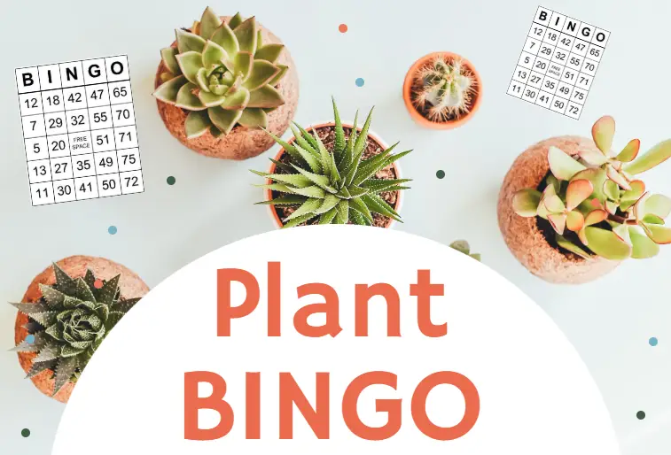 picture of succulent plants and BINGO cards