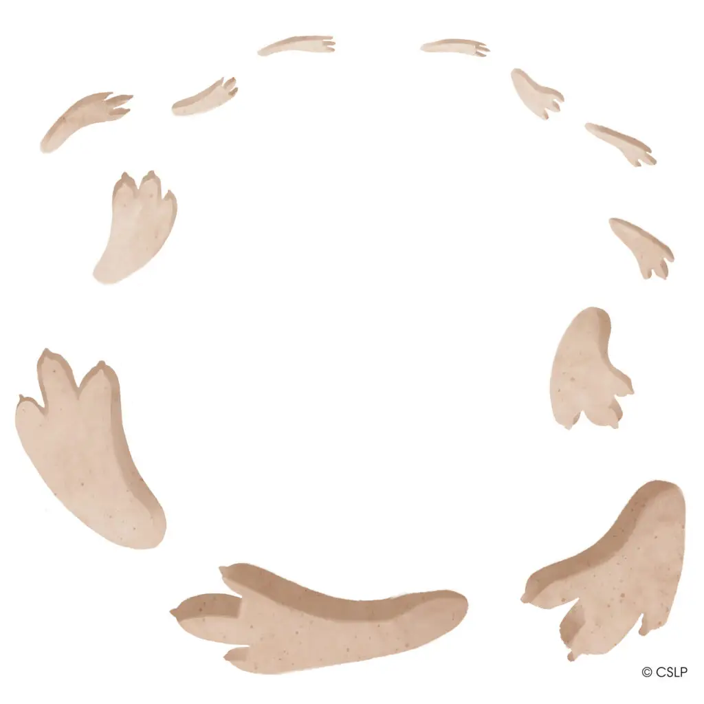 dino tracks