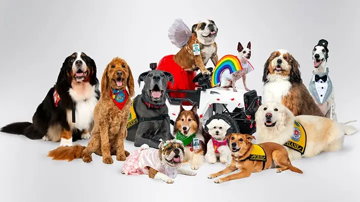 various therapy dogs