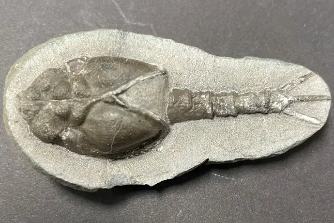 fosil: Phyllocarid-Echinocaris-multinodosa