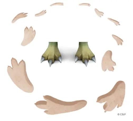 dinosaur feet and footprints around