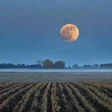 harvest moon over harvested corn field