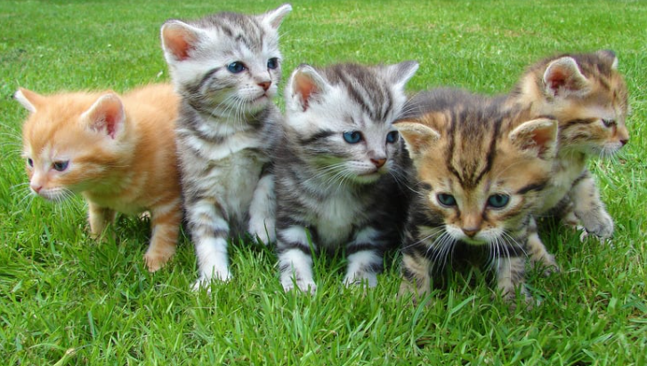 5 kittens