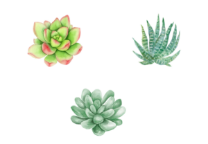 3 succulent illustrations