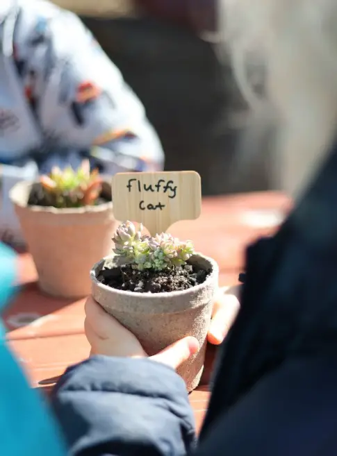 2 small succulents in pots